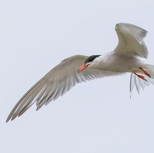 Common Tern