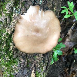 Fawn Mushroom