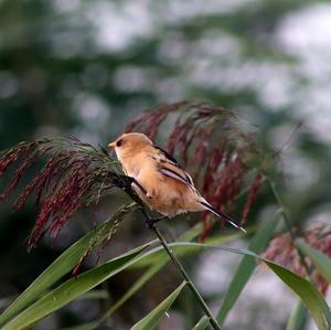 Bearded Parrotbill