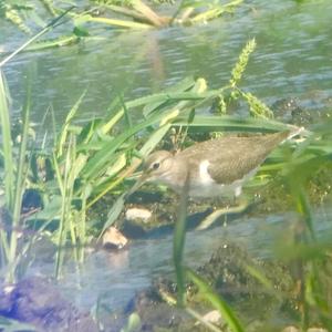 Common Sandpiper