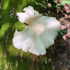 Oyster Mushroom