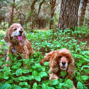 Spaniel (Cocker)