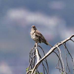 Mistle Thrush