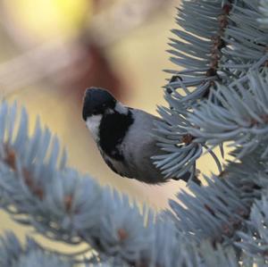 Coal Tit