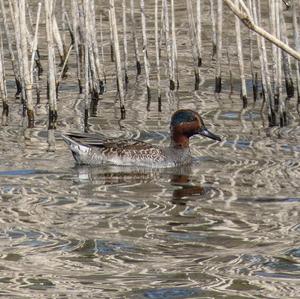 Common Teal