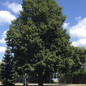 Large-leaved Linden