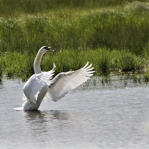 Mute Swan