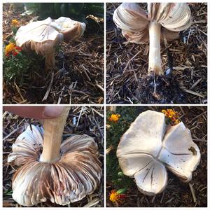 Yellow-foot Agaric