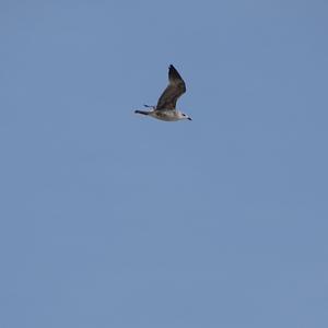 Herring Gull