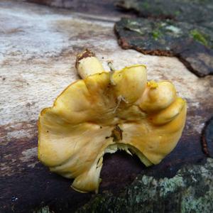 Chanterelle, Common