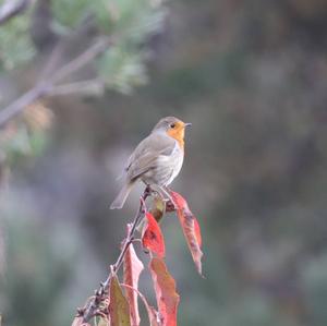 European Robin