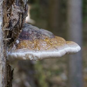 Red-belted Polypore