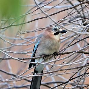 Eurasian Jay