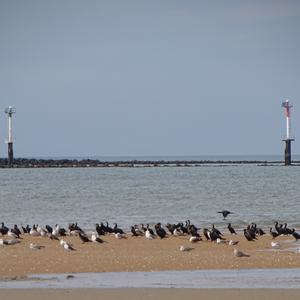 Great Cormorant