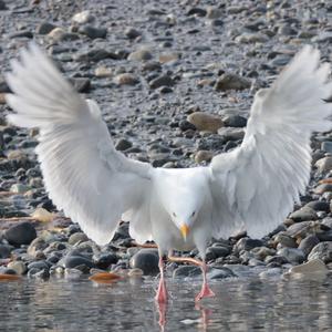 Iceland Gull