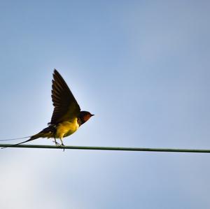 Barn Swallow