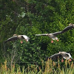 Greylag Goose