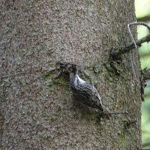 Eurasian Treecreeper