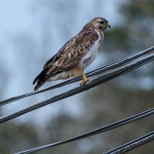 Common Buzzard