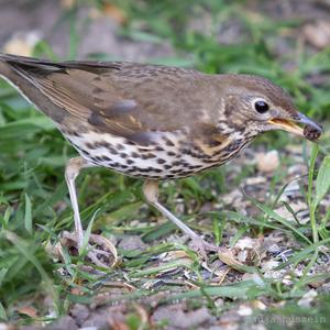 Song Thrush