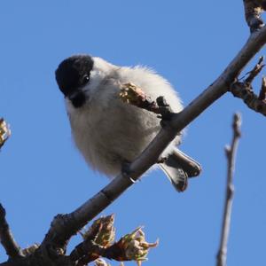 Marsh Tit