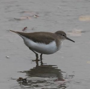 Common Sandpiper