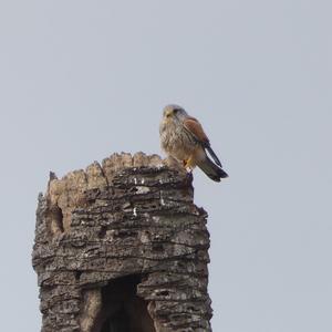 Common Kestrel