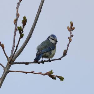 Blue Tit