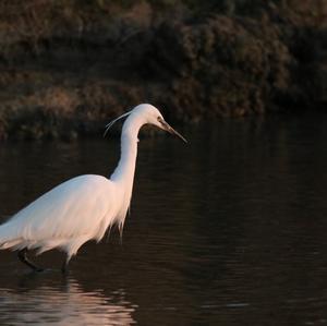 Little Egret