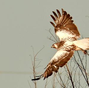 Mäusebussard