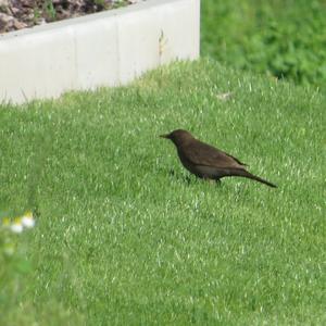 Eurasian Blackbird