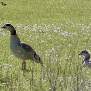 Nilgans