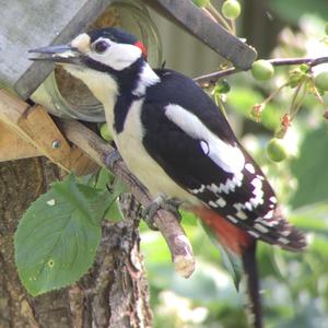 Great Spotted Woodpecker