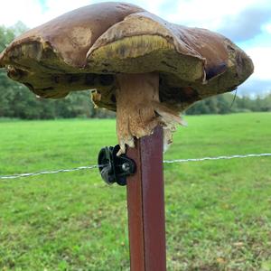 Summer Bolete