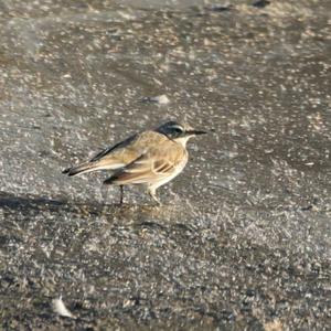 Water Pipit