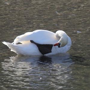 Mute Swan