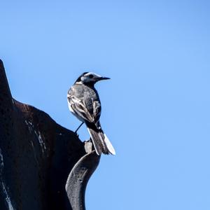 White Wagtail