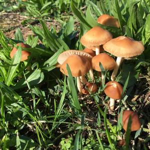 Fairy Ring Mushroom