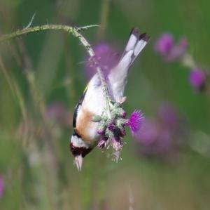 European Goldfinch