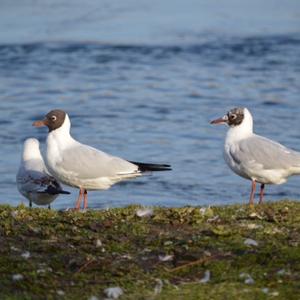 Black-headed Gull