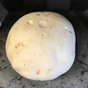 Giant Puffball