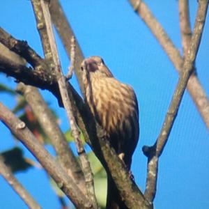 House Finch