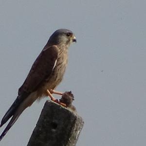 Common Kestrel