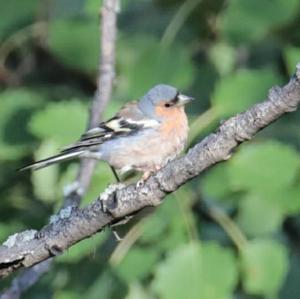 Eurasian Chaffinch