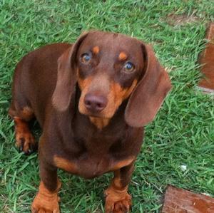Unknown Breed