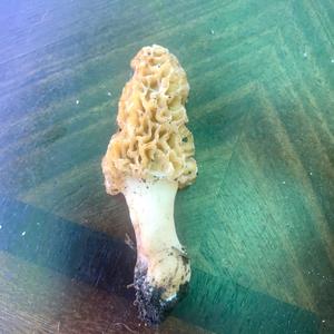 Yellow Morel