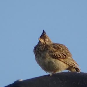 Crested Lark