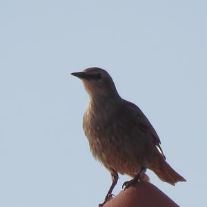 Common Starling