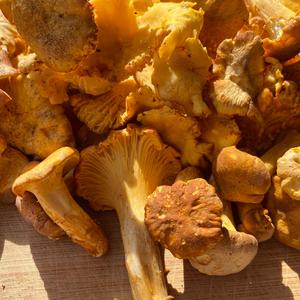 Chanterelle, Common