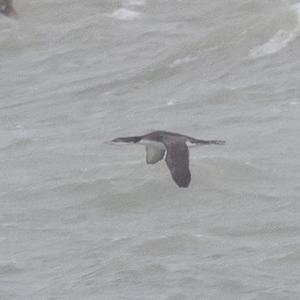 Common Loon